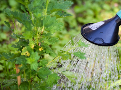 ¿Cómo regar tus plantas durante las vacaciones?