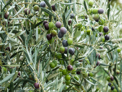 Vareador para recoger oliva: ventajas y cómo usarlos