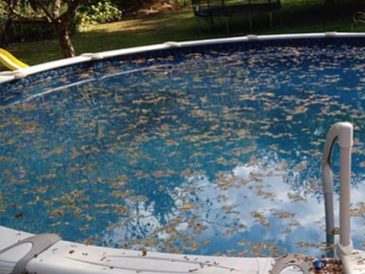 Soluciones rápidas para eliminar el agua verde