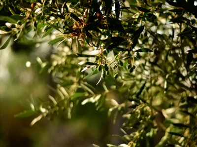 ¿Cuáles son los mejores vareadores de aceitunas?