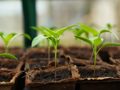 Trucos para cuidar tus plantas en exterior e interior