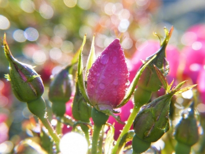 ¿Cuál es el mejor abono para tus plantas?