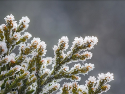 Qué hacer para cuidar tu jardín durante el invierno